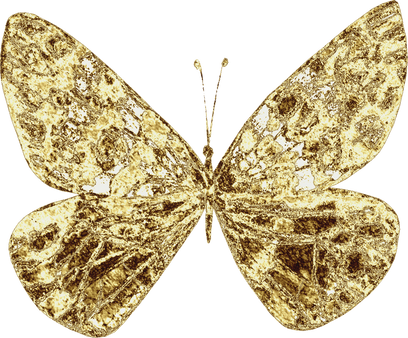 Golden Butterfly Insect
